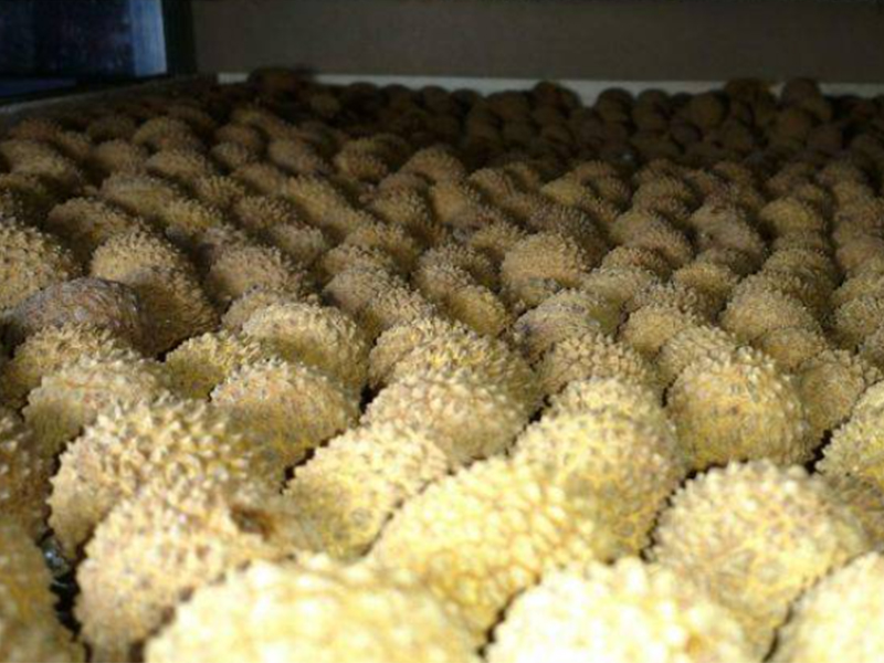 drying litchi with heat pump dryer