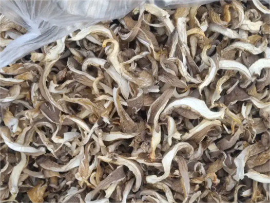 drying King oyster mushroom with heat pump dryer