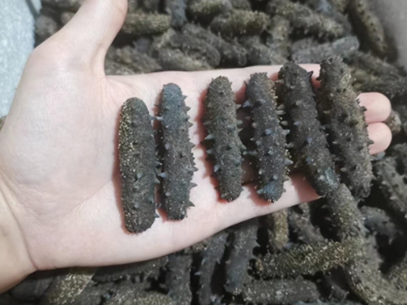 drying sea cucumber with heat pump dryer