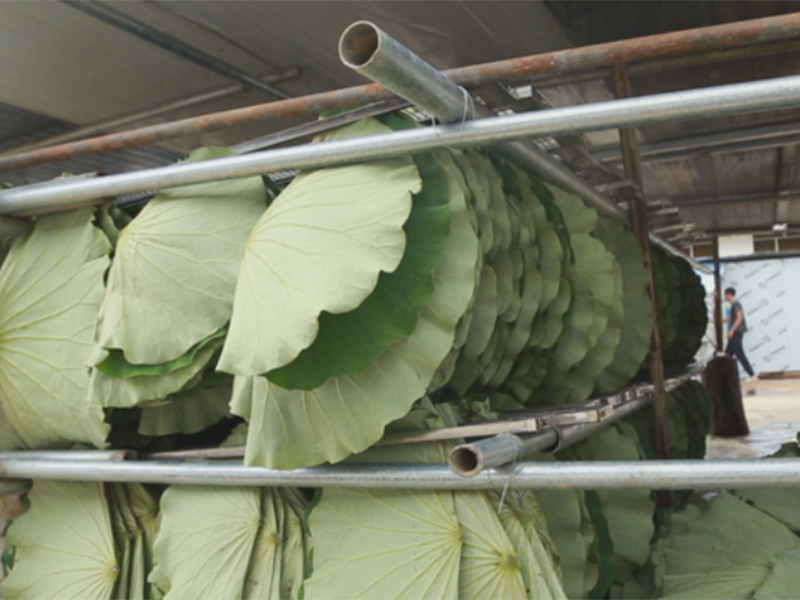 Drying process of lotus leaf air energy heat pump dryer