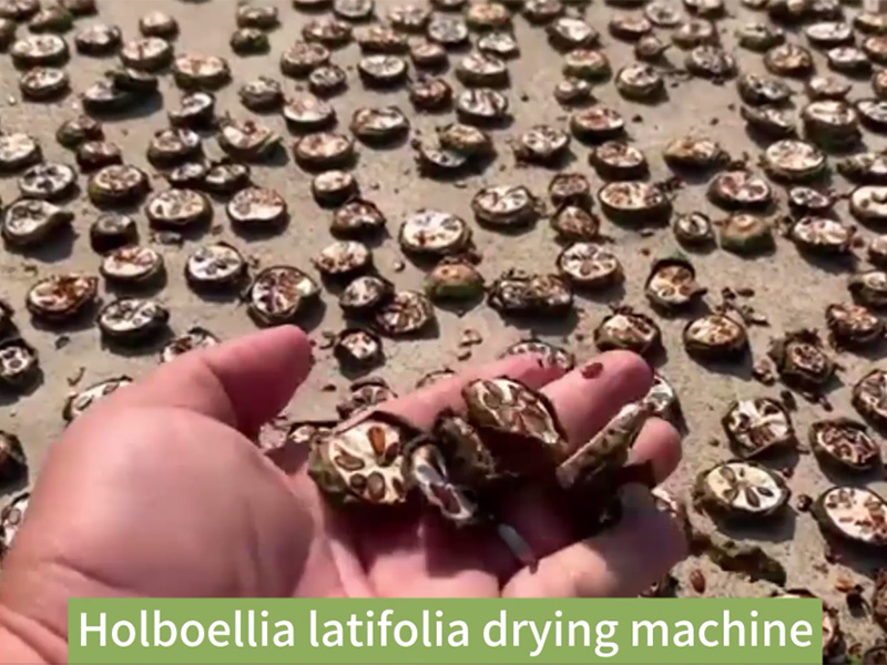 Holboellia latifolia drying machine